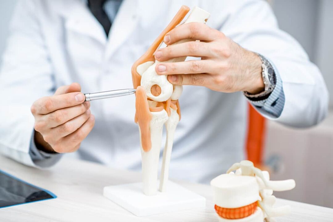 A model of the knee joint that allows you to evaluate its structure