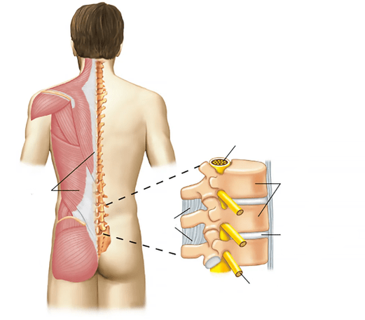 lumbosacral spine